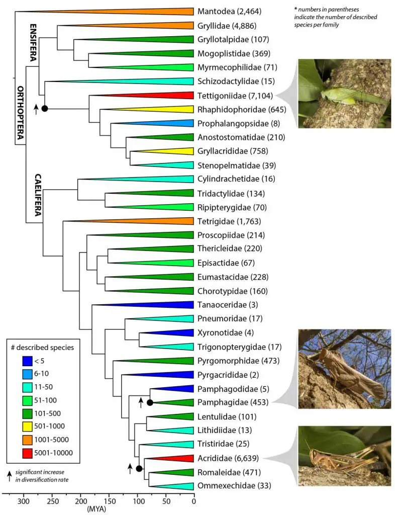 Crickets insects, crickets bug, insect crickets, cricketsmode