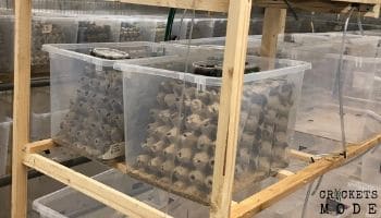 cricket container with egg trays, cricket farm shelves