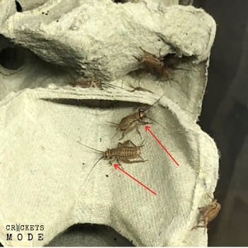 How do crickets hear, Cricket Ears, cricket bug