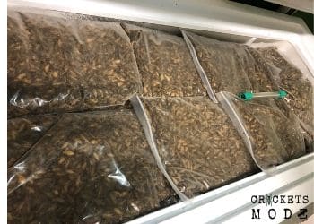 how to euthanize crickets, how crickets killed in captivity, freeze crickets