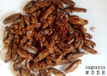 dried crickets with spices, flavored crickets, dry crickets snack