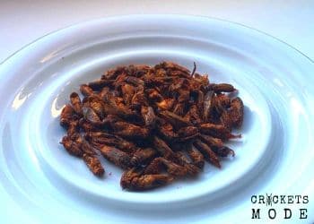 dried crickets with spices, flavored crickets, dry crickets snack