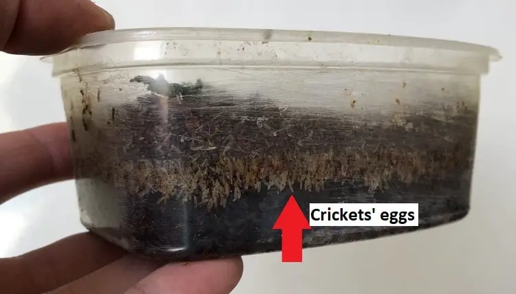 Crickets eggs - cricketsmode
